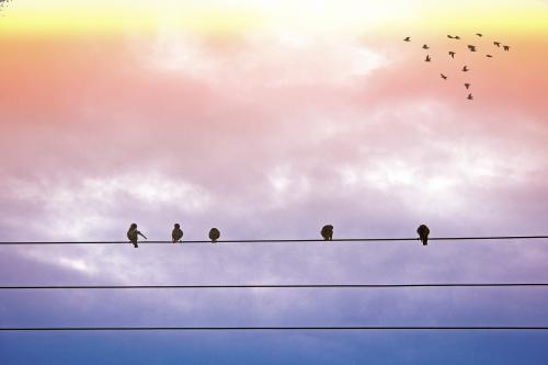 Des oiseaux trônant sur un câble électrique sur fond de nuages colorés